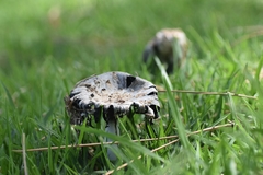 Coprinus comatus