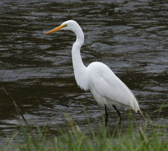 Ardea alba