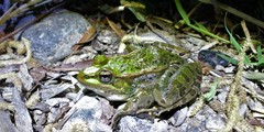 Lithobates spectabilis