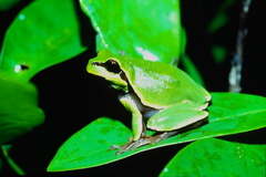 Hyla andersonii