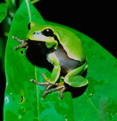 Hyla andersonii