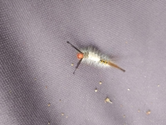 Orgyia detrita