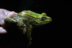 Lithobates spectabilis