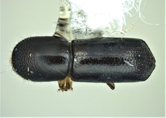 Xyleborus glabratus