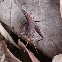 Lerneca
