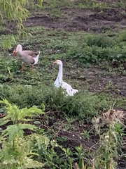 Anser cygnoides domesticus