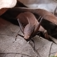 Lerneca
