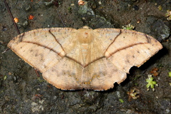 Oxydia trychiata