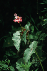 Begonia bracteosa