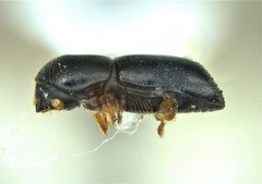Xyleborus glabratus