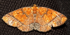 Melinodes detersaria