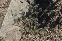 Lupinus concinnus