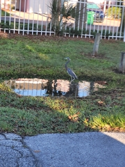 Egretta tricolor image