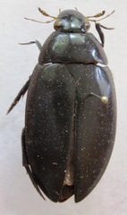 Hydrophilus ensifer