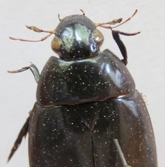 Hydrophilus ensifer