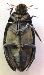Hydrophilus ensifer