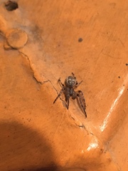 Larinioides cornutus