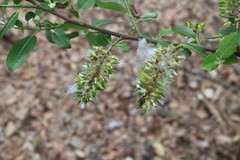 Salix floridana