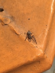Larinioides cornutus