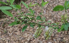 Salix floridana