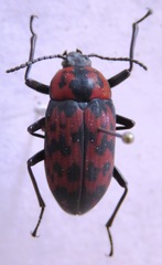 Cymatothes nebulosus