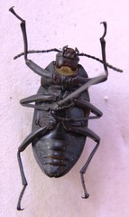 Cymatothes nebulosus