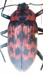 Cymatothes nebulosus