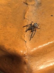 Larinioides cornutus
