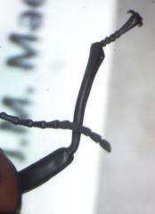 Cymatothes nebulosus