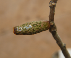 Amphibolips ellipsoidalis