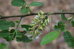 Salix floridana