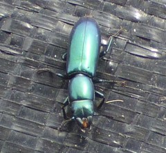 Temnoscheila virescens