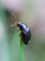 Olophrum obtectum