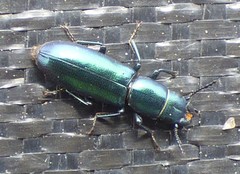 Temnoscheila virescens