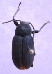 Cymatothes unicolor