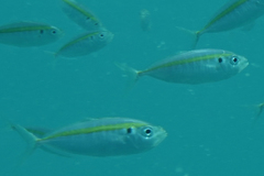 Selaroides leptolepis