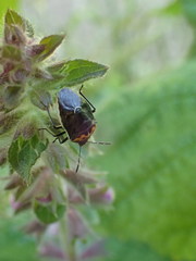 Cosmopepla conspicillaris