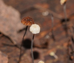 Marasmius alveolaris