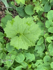 Arnoglossum reniforme