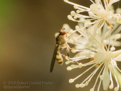 Sphegina