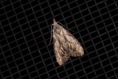 Nola pleurochorda