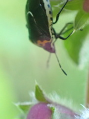 Cosmopepla conspicillaris