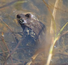Lithobates sylvaticus image
