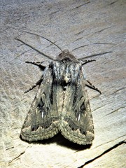 Ulolonche orbiculata