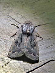 Ulolonche orbiculata