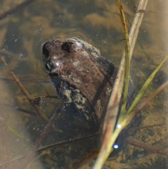 Lithobates sylvaticus image