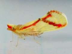 Otiocerus coquebertii