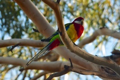 Platycercus eximius diemenensis