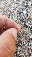 Nemacladus sigmoideus