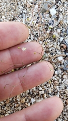 Nemacladus sigmoideus